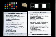 Foto (Objekt + Etikett) von Cracensigillatus gracilirostrus (Robins, Feldmann & Schweitzer, 2013)  (NHMW-GEO-1990-0041-4665a)